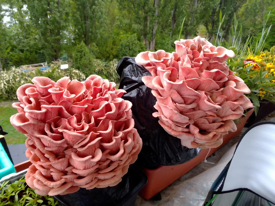 Flumy, coltivazione funghi, micelio liquido, cultura liquida, cultura fungina, lato ostrica - Immagine 3 di 4