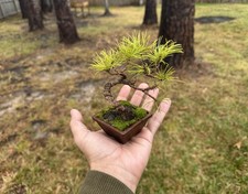 Japanese White Pine Mame