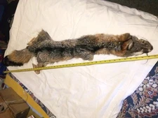 Huge 47 Inch Tanned Gray Fox Hide Taxidermy Beautiful Pelt Super Soft Fur