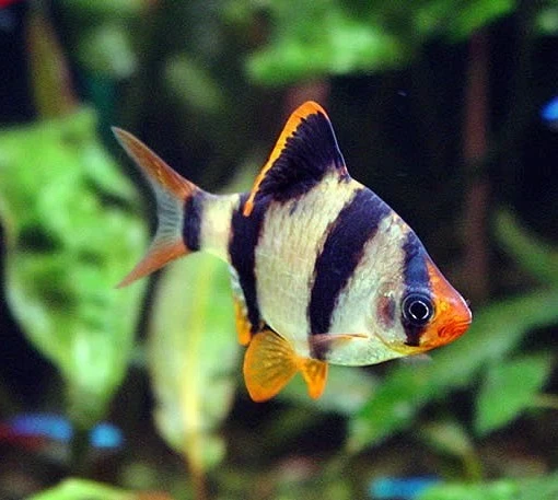 Tiger fish aquarium sales