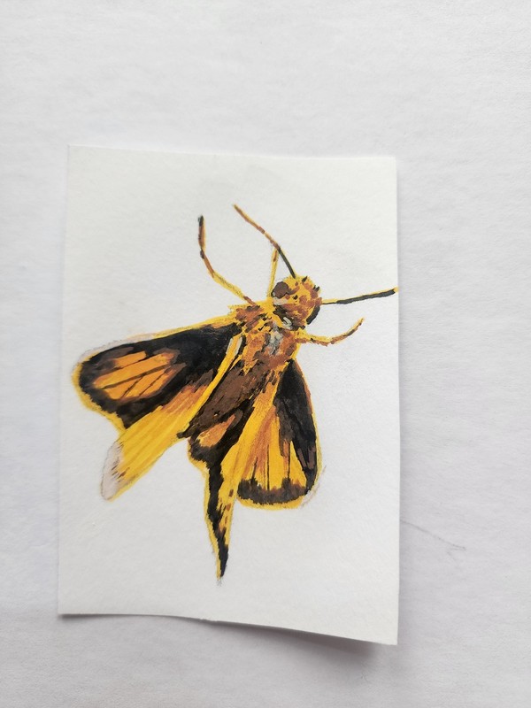 ACEO Original Acrylic Painting Grass Skipper Butterfly by Kiva
