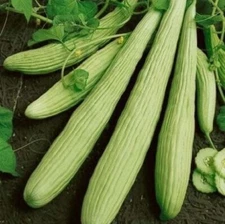Armenian Yard Long Cucumber seeds, FREE SHIPPING