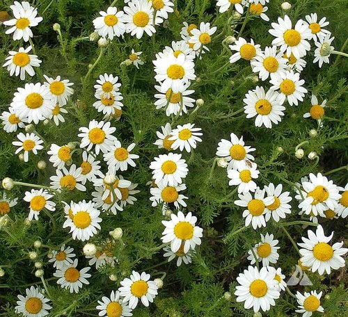 100% Pure Rare Plant, Flower Absolutes, CO2 Extracts 51 Choices 1mL 2mL 5mL Pure - Picture 12 of 53