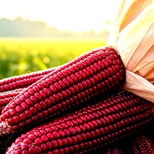 100+ STRAWBERRY RARE RUBY CORN SEEDS RED HEIRLOOM NON-GMO POPCORN FREE SHIPPING!