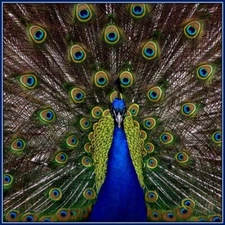 30 Custom Peacock Personalized Address Labels