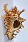 SEA SHELL - SHELLS - MURICIDAE CHICOREUS BREVIFRONS with lid - 103.30mm