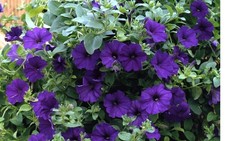 6   X MIX  R  SURFINA  TRAILING PETUNIA MIXED  PLUG PLANTS PRE ORDER