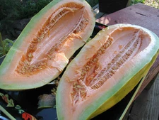 25 SEEDS - melon BANANA - rare HEIRLOOM - GroCo USA - BUY ANY 15-SHIPS FREE