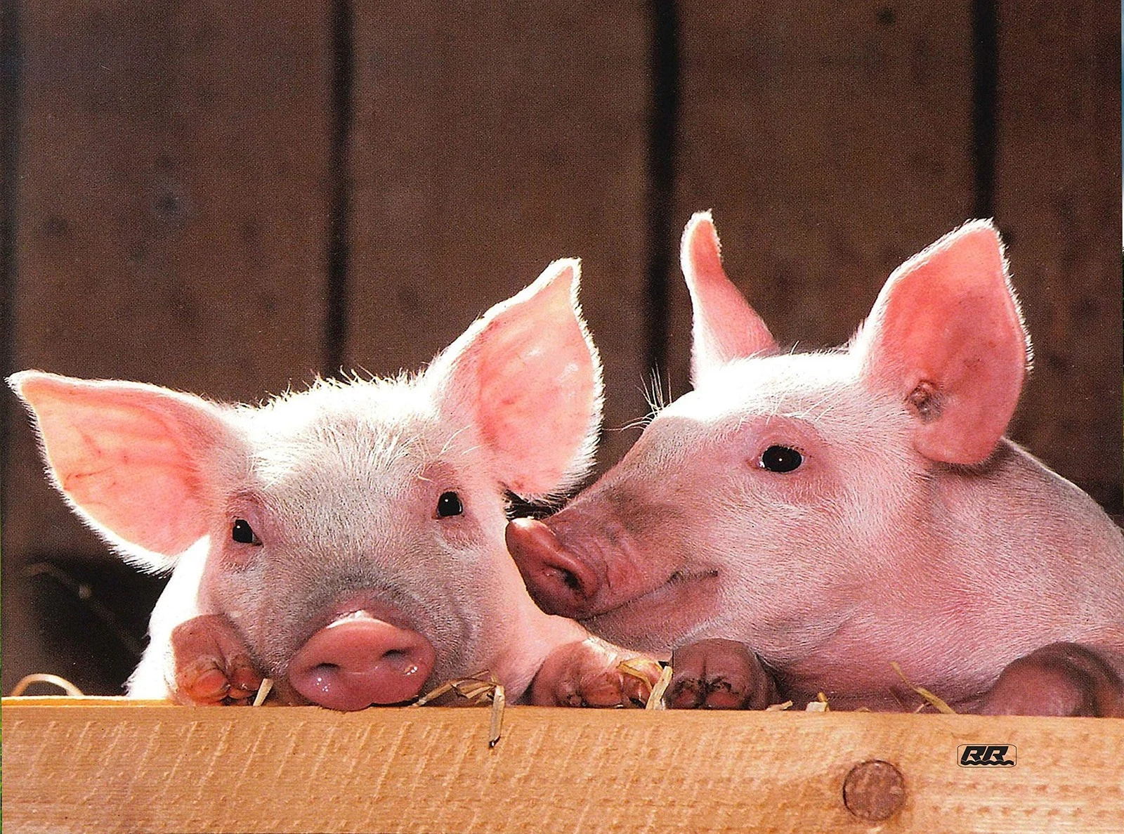 Rogue River Tactical Farm Animal Pig Barnyard Kitchen Glass Cutting Board Bar...