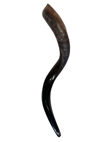 Cuerno Kudu Shofar Yemenita 27”-31” (70-80 cm) Medio Pulido Kosher Envío Gratis EE. UU. Foto 4 de 4