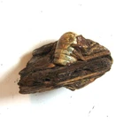 Dug Civil War Shot Minie Ball Bullet Encased In Wood 3-RIng .69 Caliber