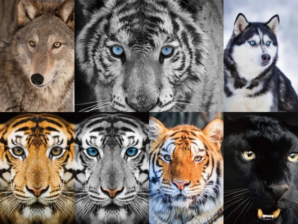 Luxury 3D Animal Face Print Mink Faux Fur Throw Blanket Soft Warm Double & King - Image 2 of 4