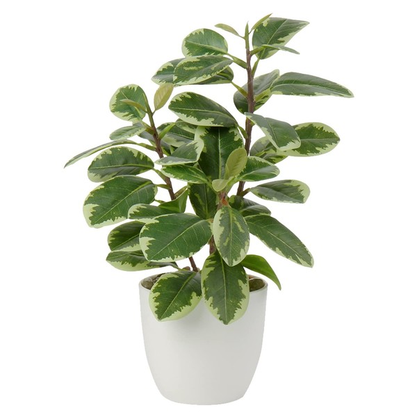 KüNstliche Zimmerpflanze Camellia Im Topf Heim BüRo Deko 25Cm Kunstpflanzen Deko-image