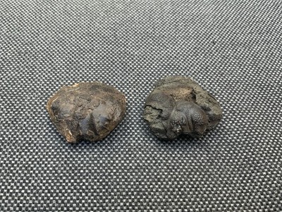 2x Fossil Crab Carapace Unidentified sp, London Clay, Eocene, Isle of Sheppey UK