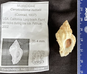 Muricidae Ceratostoma nuttalli 35.4mm California, USA 2002