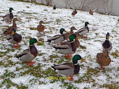 Foto 12x8 Enten im Schnee Oxley Diese freundlichen Enten (und Drachen) Appea c2021