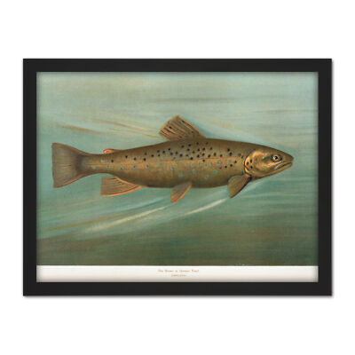 Petrie North American Fishes Brown Trout Framed Wall Art Print 18X24''