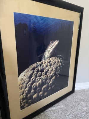 Bonaire Lizard Fish by J. Haines signed 1994