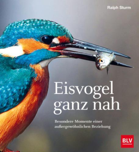 Thumbnail - Eisvogel Ganz Nah Besondere Momente Einer Außergewöhnlichen Beziehung