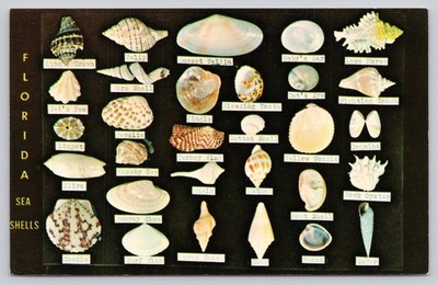 1983 FLORIDA SEA SHELLS Postcard - Dodson's Shell Shop Display