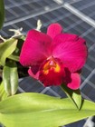 Mini Cattleya -(Pot. Higher Multiplier x Slc. Circle Of Life) 11371 — photo 1