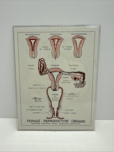 VTG Educational Female Reproductive Pelvic Organs Chart Tampax Dickinson 1960’s