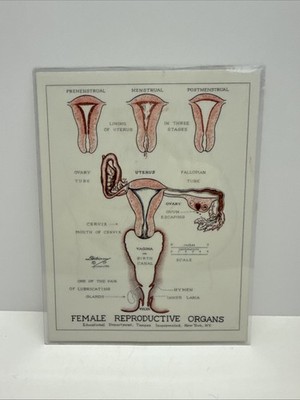 VTG Educational Female Reproductive Pelvic Organs Chart Tampax Dickinson 1960 s