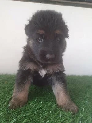 gumtree dogs north east