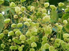 Teak Tree Seeds for Planting - Tectona grandis