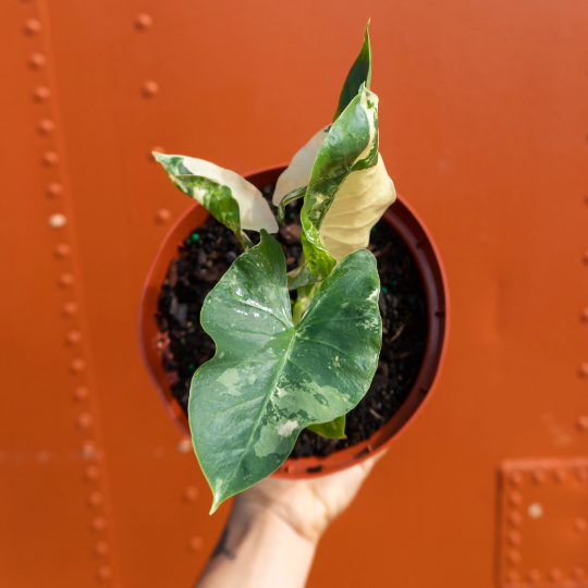 alocasia ninja variegata Alocasia Bambino Arrow Compact Tapered Foliage – plantandstories