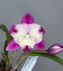 NEW! Unreleased 2027 Cattleya (Slc. Angel Eyes x Slc. Warpaint) SVO 11503 — photo 2