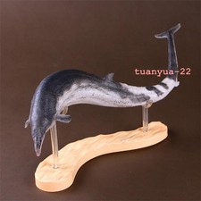 PNSO Basilosaurus Prehistoric Marine Mammal Model Toy Collect 50cm Gift