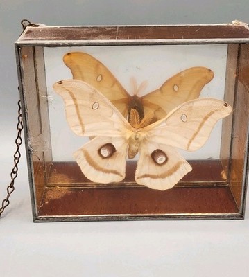Vintage Stained Glass Taxidermy Shadow Box - Faded Polyphemus Moth Oddities