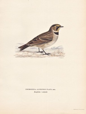 Lerche horned lark bird Singvogel Vogel birds songbird oiseau Lithograph Wright