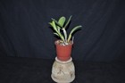 Cattleya violacea var. coerulea very nice plant rare species variety in bud!!! — photo 4