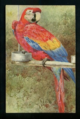 Animals postcard Bird parrot macaw Artist Signed E.C. E.P. Dutton Nister 
