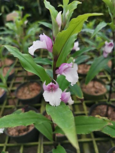 Bulb Terrestrial Orchid Brachycorythis henryi species plant + PHYTO certificate - Picture 1 of 6