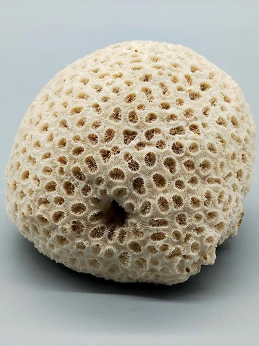 Exotic real coral natural stone decorative object
