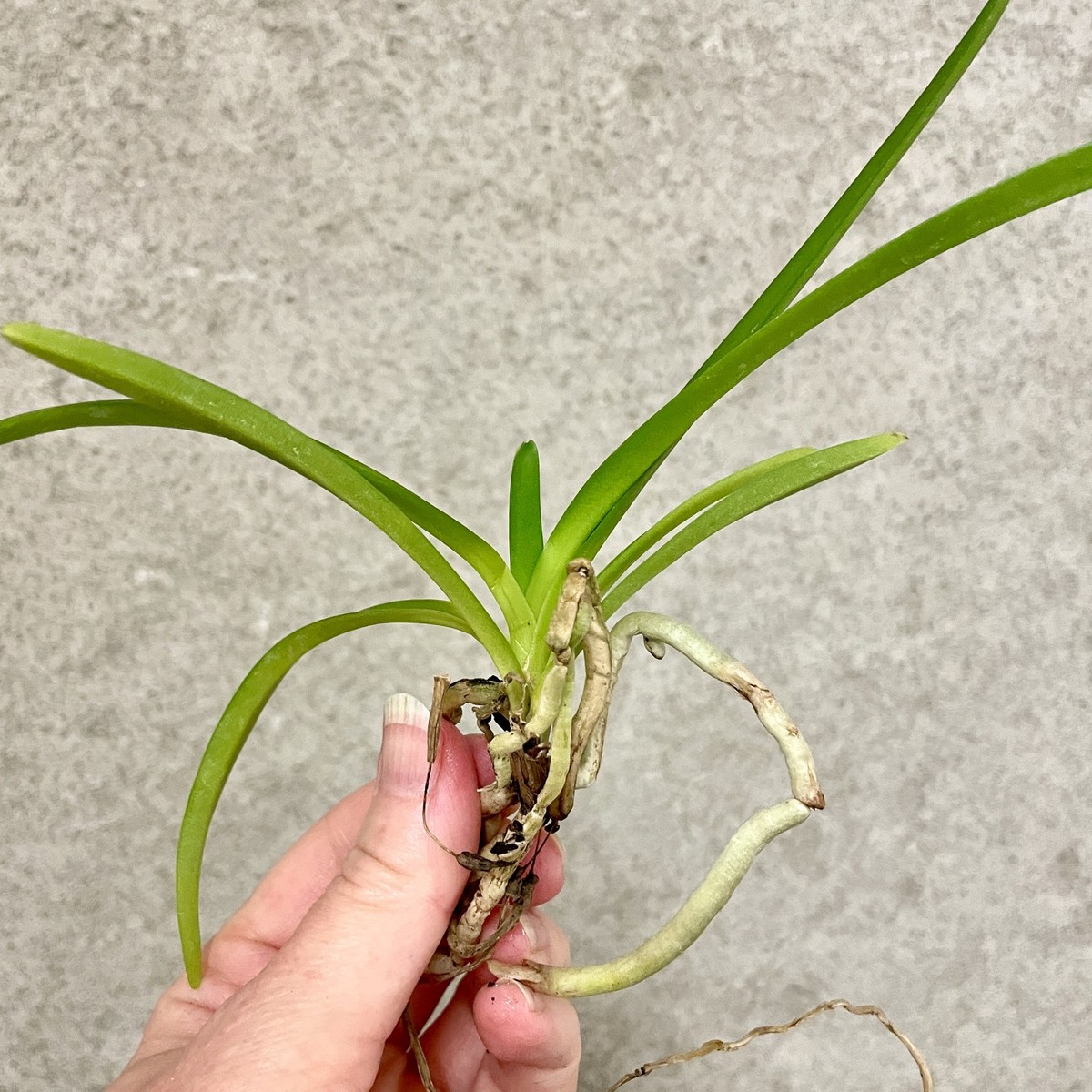 Vanda lamellata x lilacina | compact novelty | SapphireChild