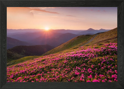 Blüte und Sonnenaufgang Blume Gerahmtes Wandbild Poster Leinwanddruck Bild