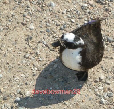 FOTO SALTHOUSE - EINE SEHR FREUNDLICHE KLEINE ENTE DIESE KLEINE RATTENENTE (EIN EINHEIMISCHER