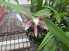 Encyclia GARCIANA Flowering Species Orchid Plant NICE SCENT RARE — photo 1