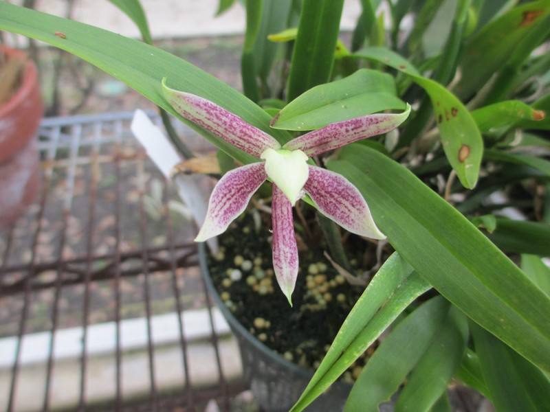 Encyclia GARCIANA Flowering Species Orchid Plant NICE SCENT RARE