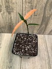 Garcinia Bahiensis — photo 3