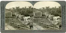 Brazil ~ SAO PAULO ~ Cart Loaded w/ Coffee Leaving Plantation 20816 ve311d fx