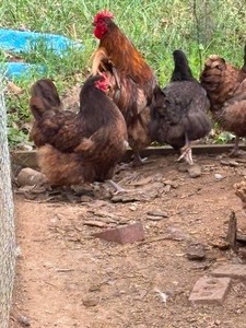 10++ chocolate orpington hatching eggs