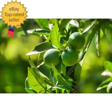 1 Gal. Persian Lime (Bearss Lime) Live Tropical Tree with White Flower to Green