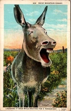 Vintage Rocky Mountain Canary Burro Postcard by Sanborn Souvenir Co.