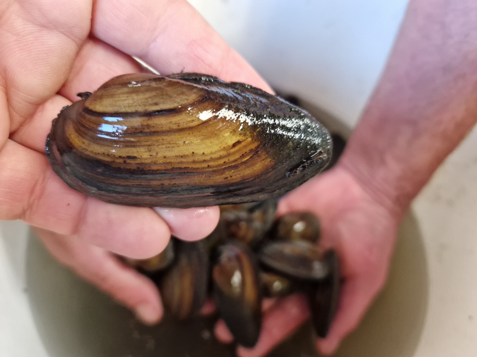 5 x Swan Mussels. Pond Filter. Pond Cleaner Wildlife Ponds eBay