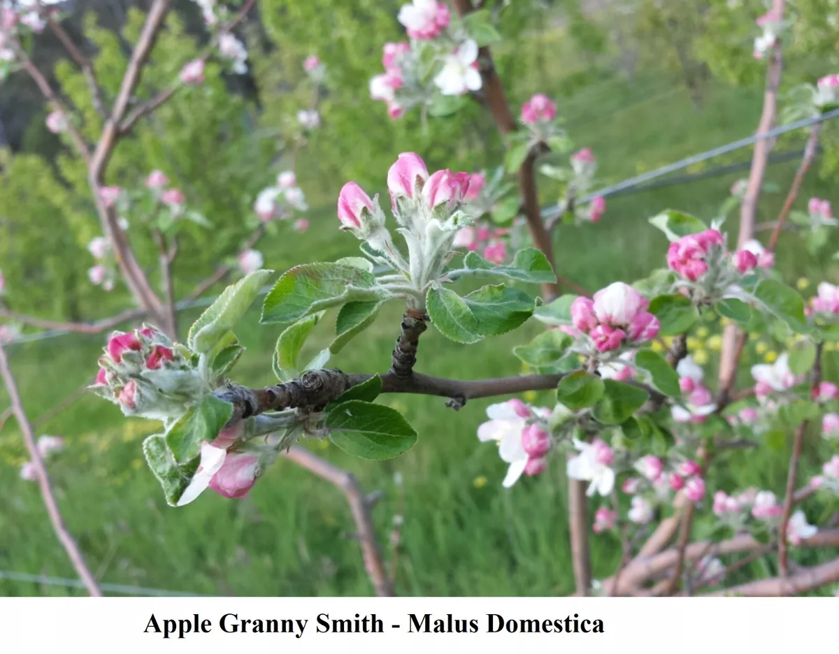 Granny Smith Apple Tree